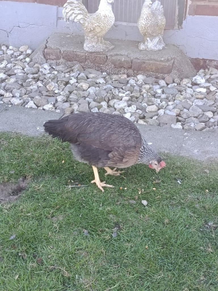 Ik verkoop Italiener kippen, Dieren en Toebehoren, Pluimvee, Meerdere dieren, Kip