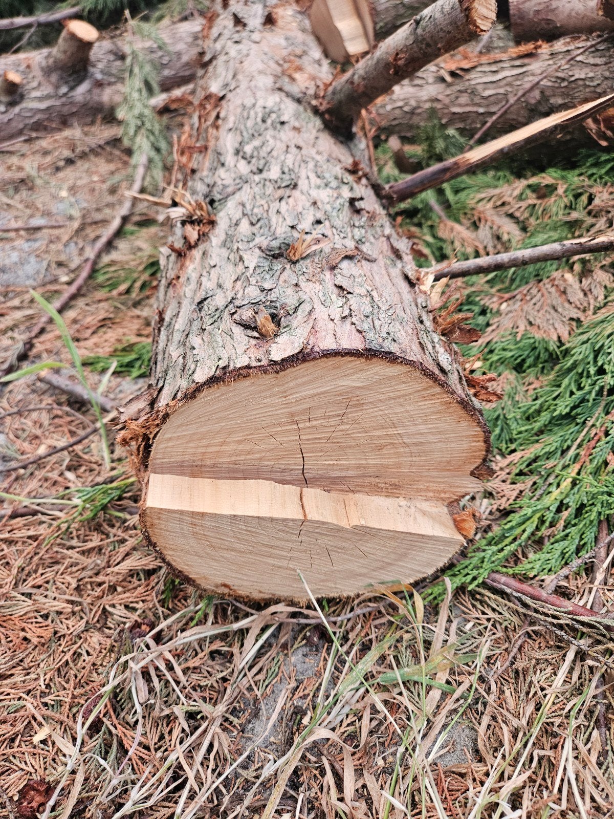 Vers gezaagd hout: Stammen en takken, Tuin en Terras, Haardhout, 6 m³ of meer, Ophalen, Overige houtsoorten, Stammen