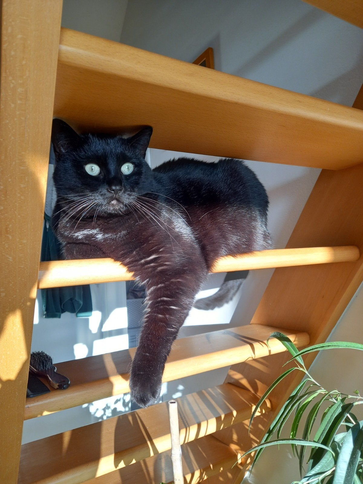 Prachtige indoor kater zoekt nieuwe thuis., Kater, Kortharig, 6 jaar of ouder