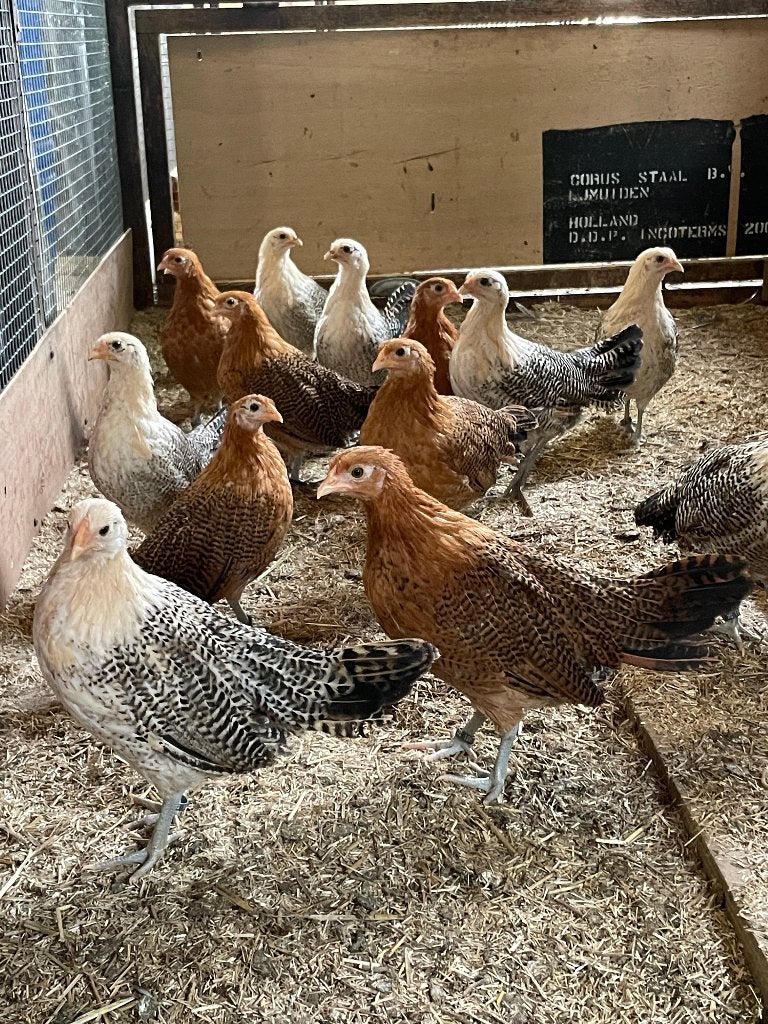 T.K. mooie jonge Assendelfter Hoen kippen., Meerdere dieren, Kip