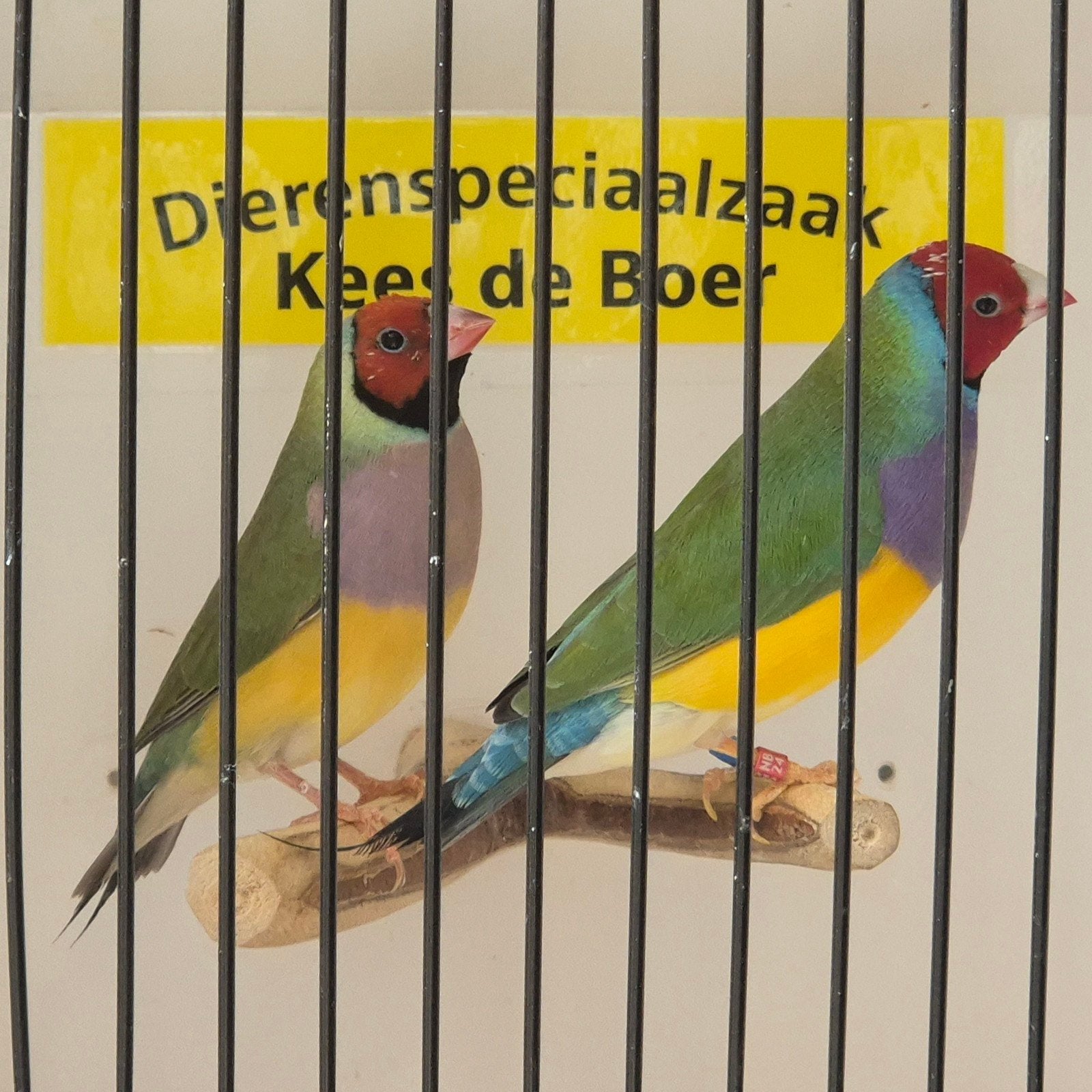koppel roodkop goulds, Dieren en Toebehoren, Vogels | Overige Vogels, Meerdere dieren