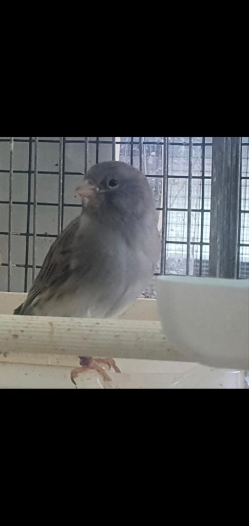 Fife fancy kanarie, Dieren en Toebehoren, Vogels | Kanaries, Meerdere dieren, Kleurkanarie
