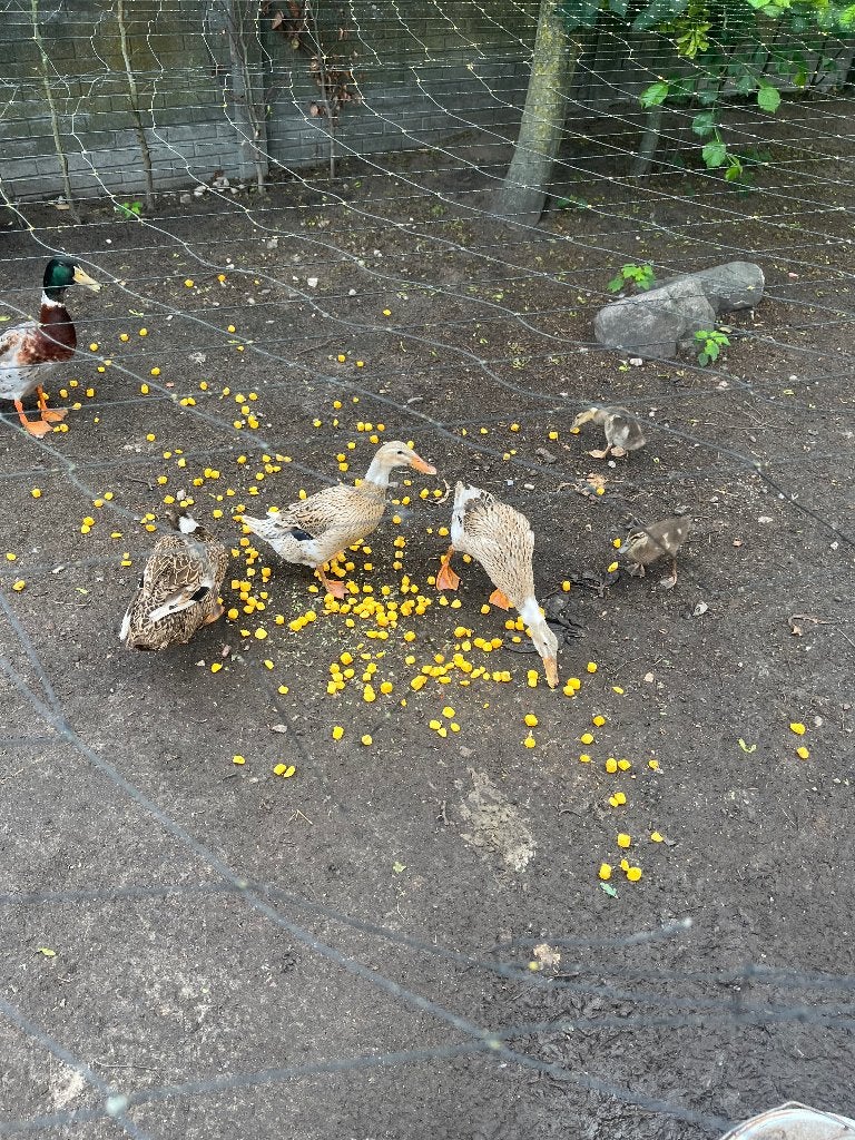 Loopeend, Meerdere dieren, Eend