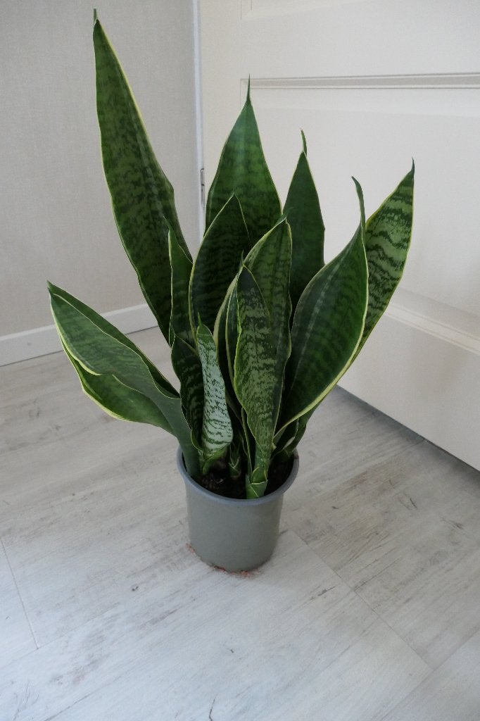 Mooie Sansevieria of Vrouwentong, Ophalen, Halfschaduw, Minder dan 100 cm