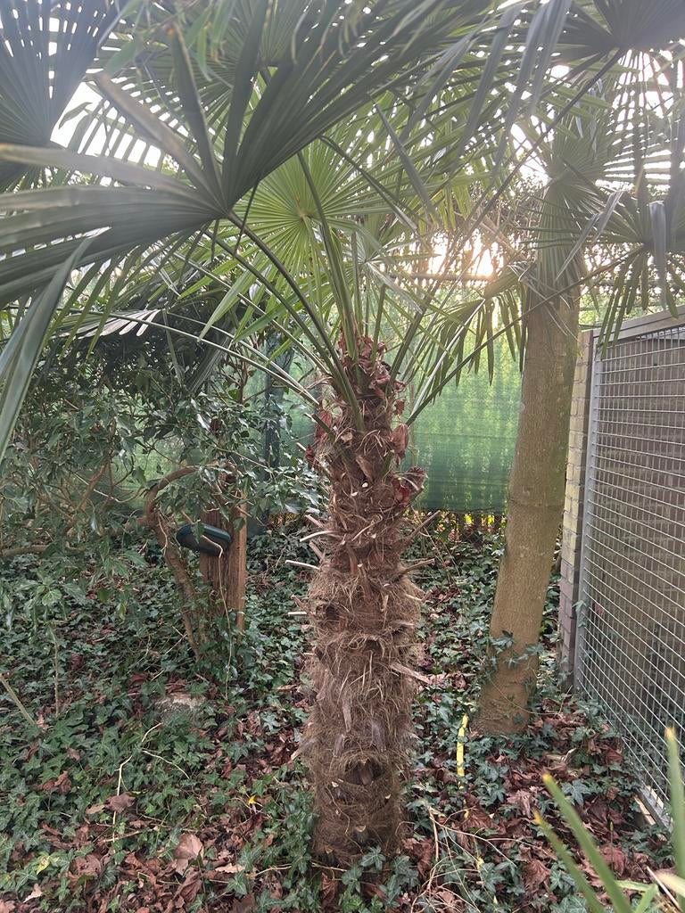 Trachycarpus Fortunei - Winterharde Palmboom (150 cm), Volle zon, Vaste plant, Bloeit niet, Ophalen