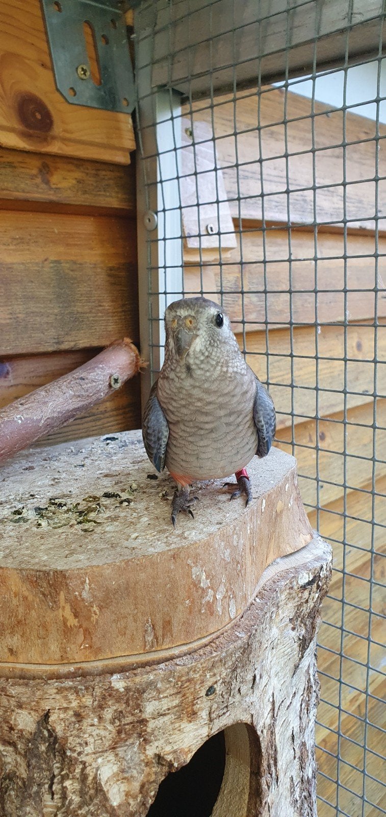 Bourke Wildkleur, Dieren en Toebehoren, Vrouwelijk, Parkiet, Tam