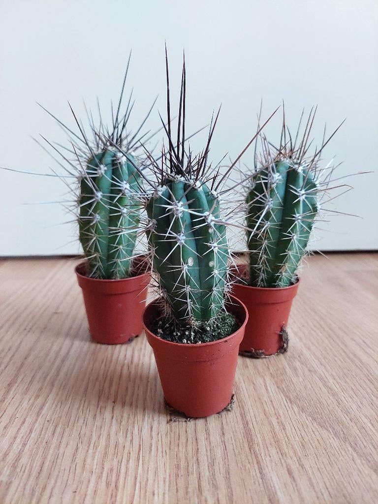 Kleine Cactussen H: 15 - 17 cm. Ø 5,5 cm. 3 voor € 7,-, Huis en Inrichting, Kamerplanten, Ophalen, Cactus, Minder dan 100 cm, Volle zon
