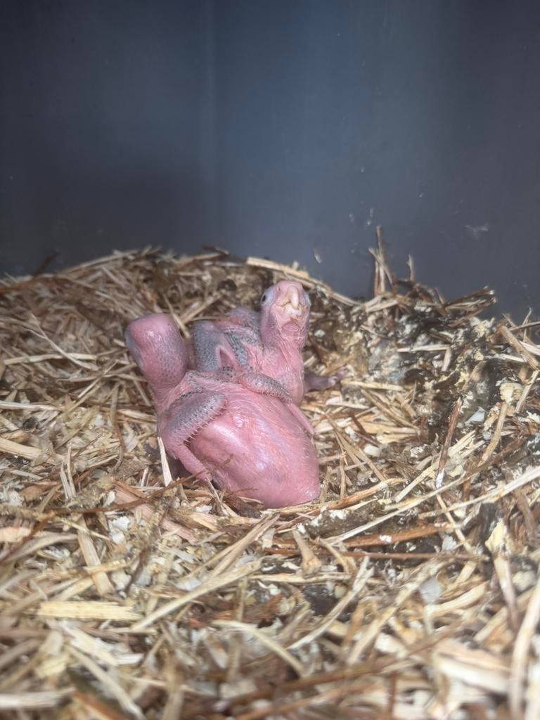 Jonge rose kakatoe, Dieren en Toebehoren, Hagedis, 0 tot 2 jaar
