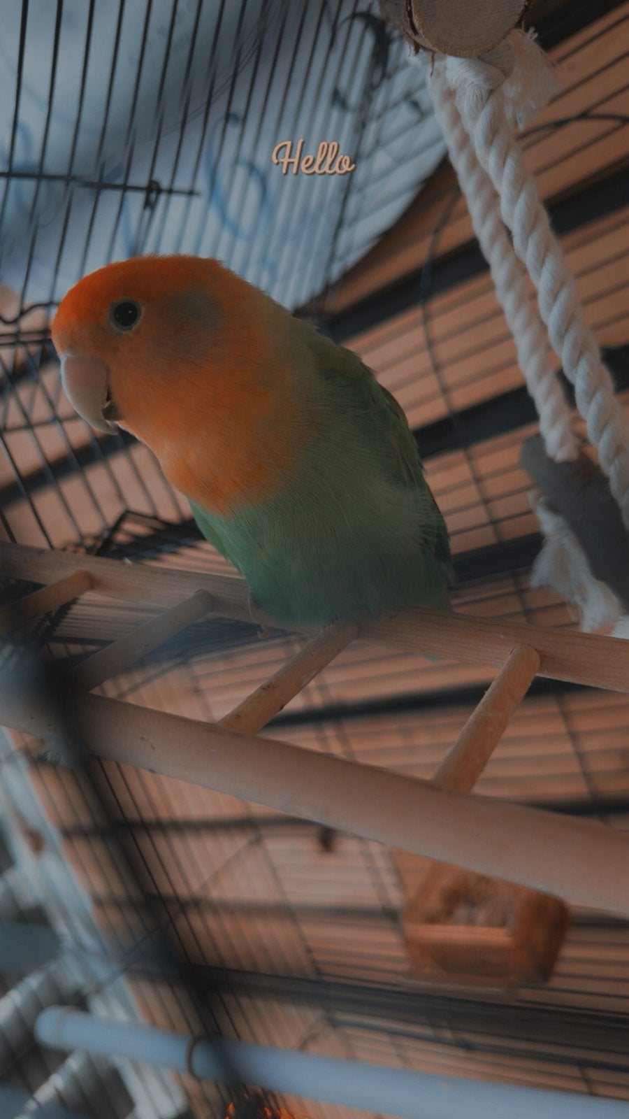 Agapornis, Dieren en Toebehoren, Vogels | Parkieten en Papegaaien, Vrouwelijk, Dwergpapegaai of Agapornis