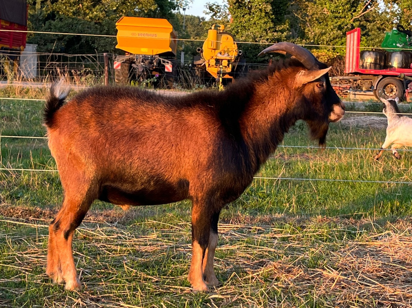 Mooie dwergbok te huur, Dieren en Toebehoren, Mannelijk, Geit