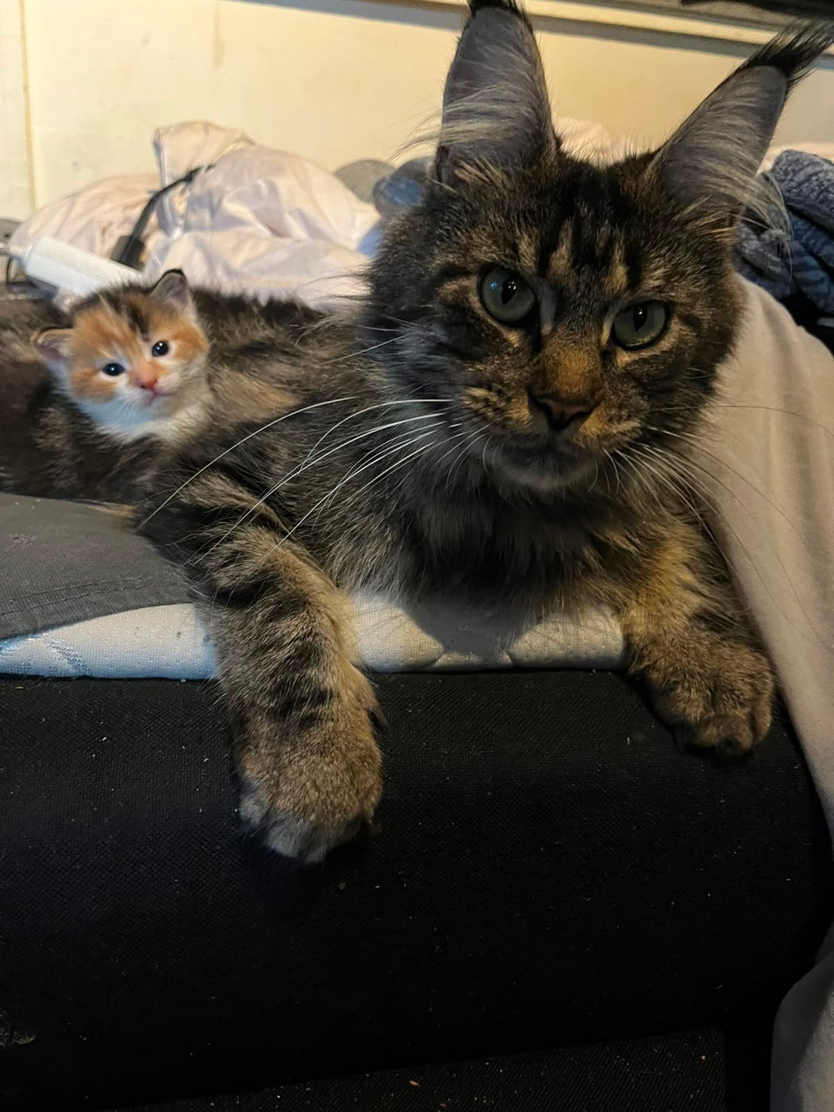 Kruising Maine Coon kittens, Dieren en Toebehoren, Meerdere dieren, Ontwormd