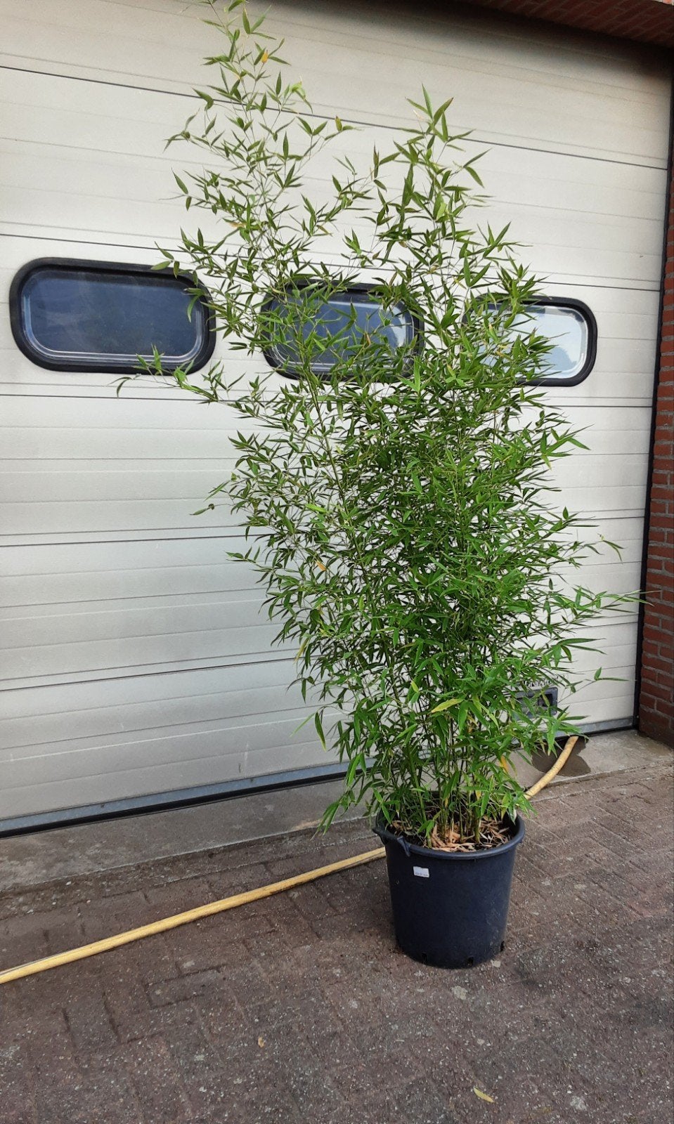 Bamboe struik, Tuin en Terras, Planten | Struiken en Hagen, Ophalen, Bamboe, 250 cm of meer