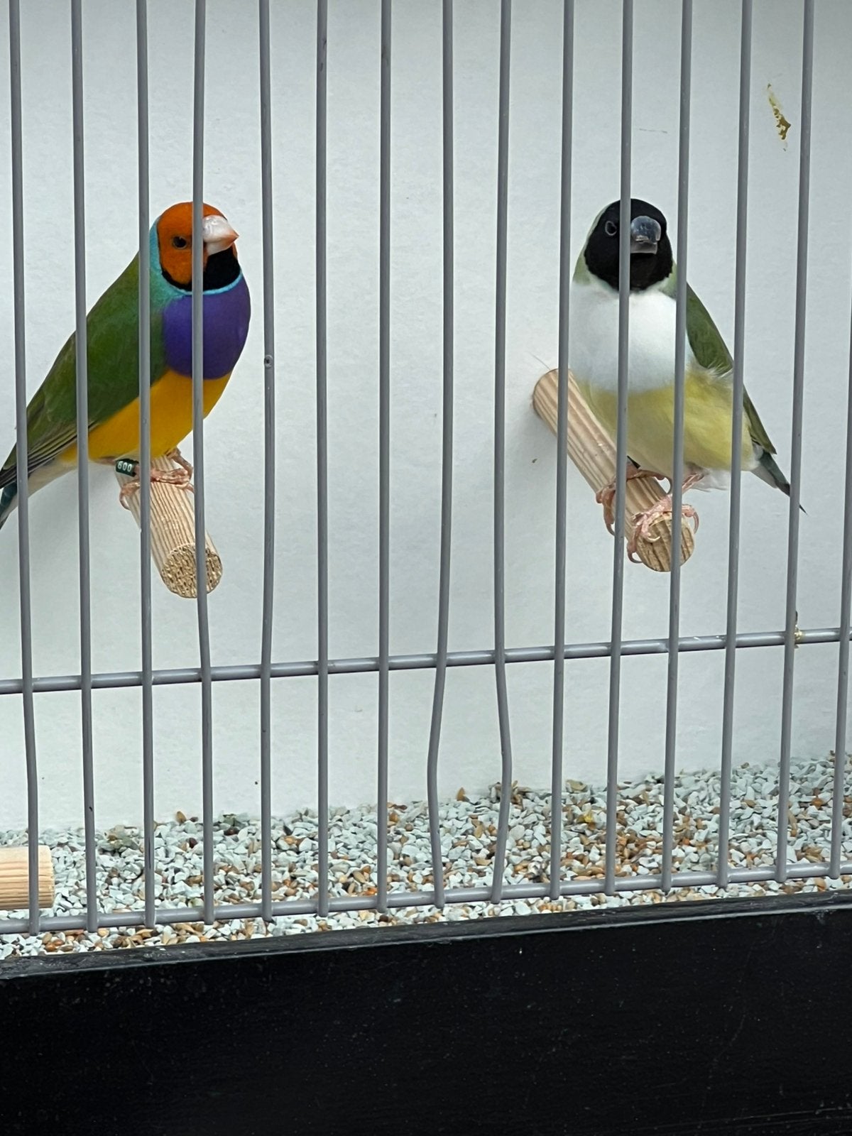 Gouldamadines, Dieren en Toebehoren, Meerdere dieren, Tropenvogel