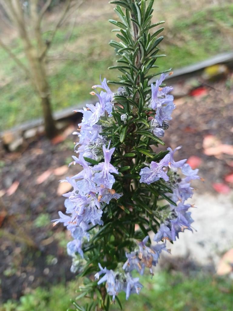 Biologisch gekweekte Rozemarijn Plant, Tuin en Terras, Planten | Tuinplanten, Ophalen, Volle zon, Vaste plant, Kruiden
