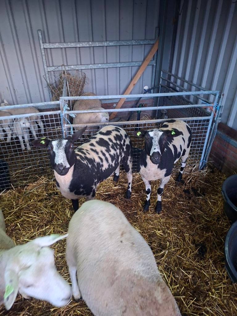 2 bonte ooien., Vrouwelijk, Schaap