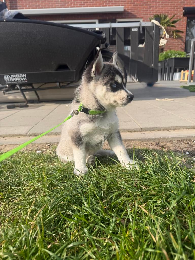 Pomsky pups, Overige rassen, 8 tot 15 weken, Meerdere, Meerdere dieren