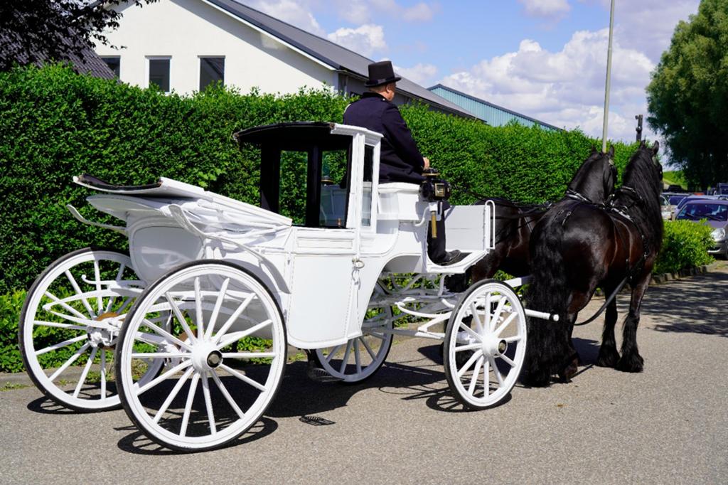 Te huur trouwkoetsen/ rouwkoetsen, Paard