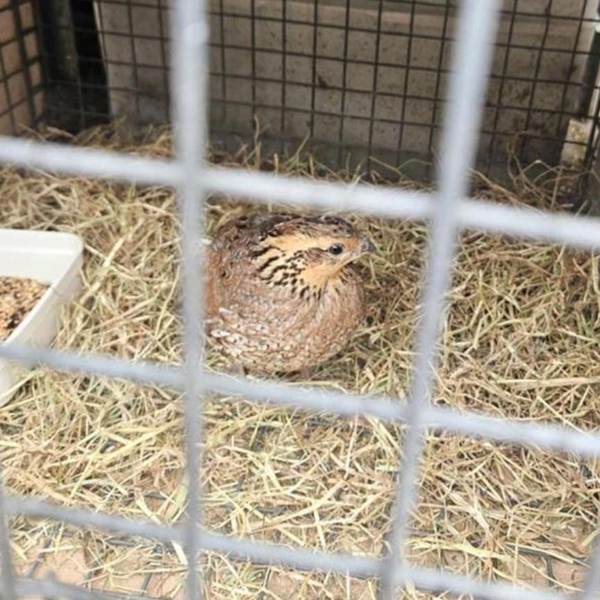 Europese kwartel hen, Dieren en Toebehoren, Vrouwelijk