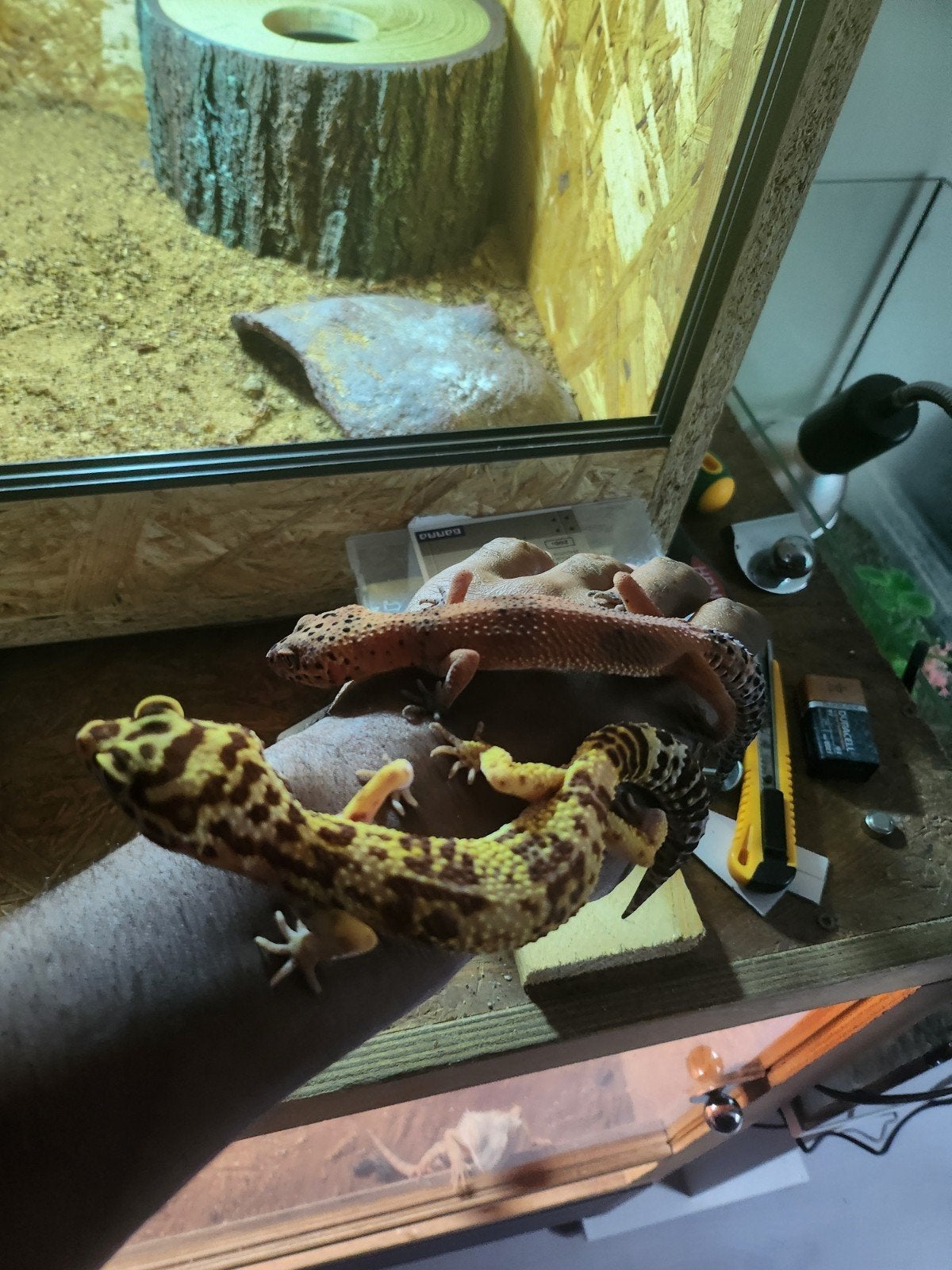 luipaard Gekko Leopard Gecko photo 12