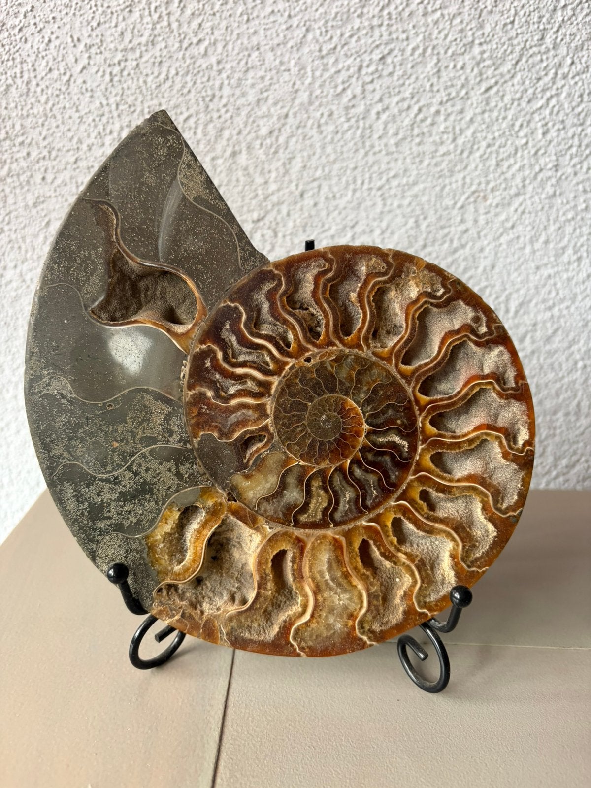 Prachtige polijste grote Ammoniet 17 cm op standaard, Ophalen of Verzenden, Fossiel