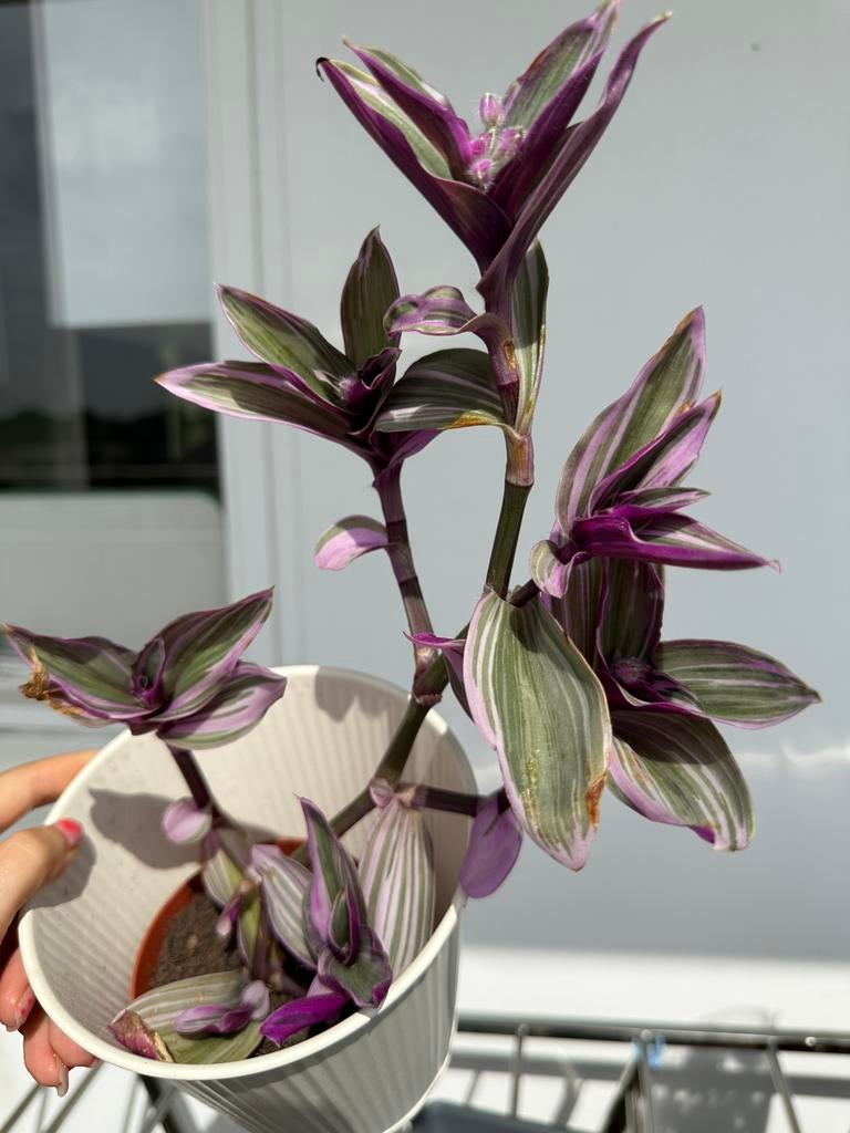Flowering kamerplant plant, Ophalen, Halfschaduw, Minder dan 100 cm