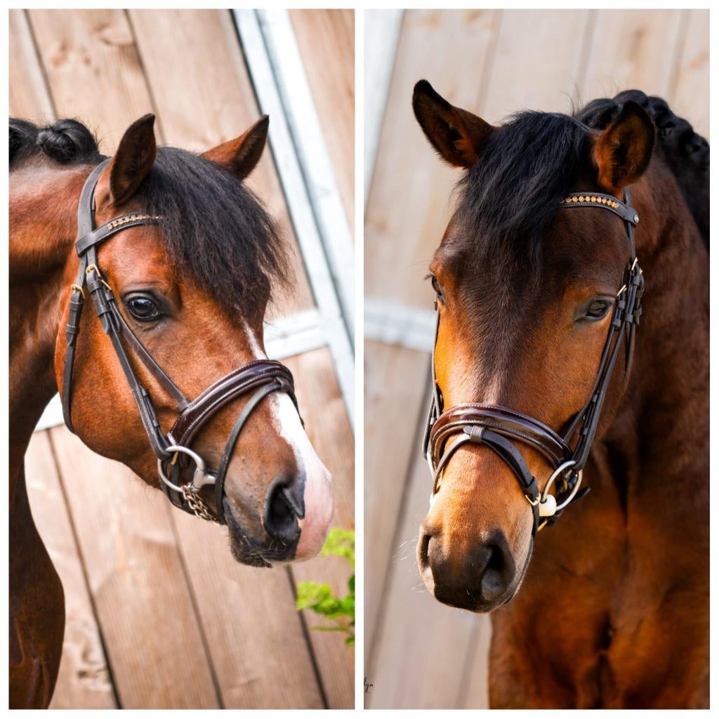 2 prachtig, lieve pony's te koop! Beloftes voor de toekomst!, Met stamboom, Ruin, 3 tot 6 jaar, L