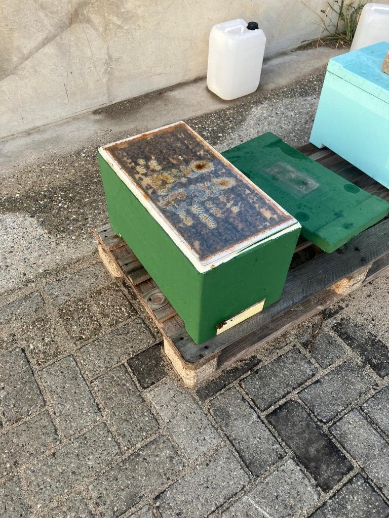Buckfast bijenvolk in zesramer, Dieren en Toebehoren, Bijen