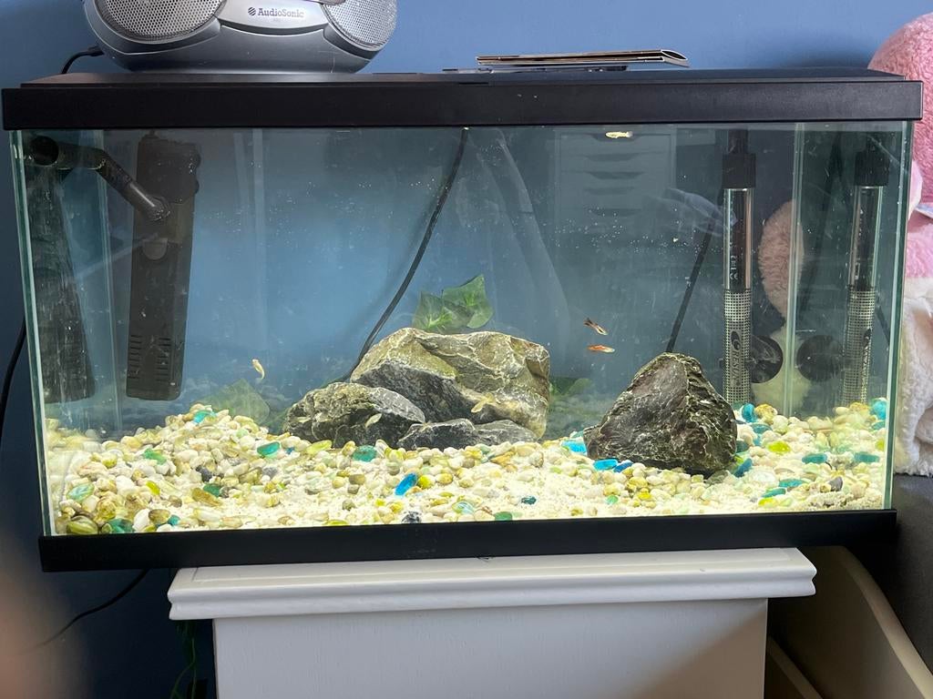 Vissen aquarium en alles erbij!, Dieren en Toebehoren, Ophalen, Gebruikt, Inclusief vissen, Overige merken