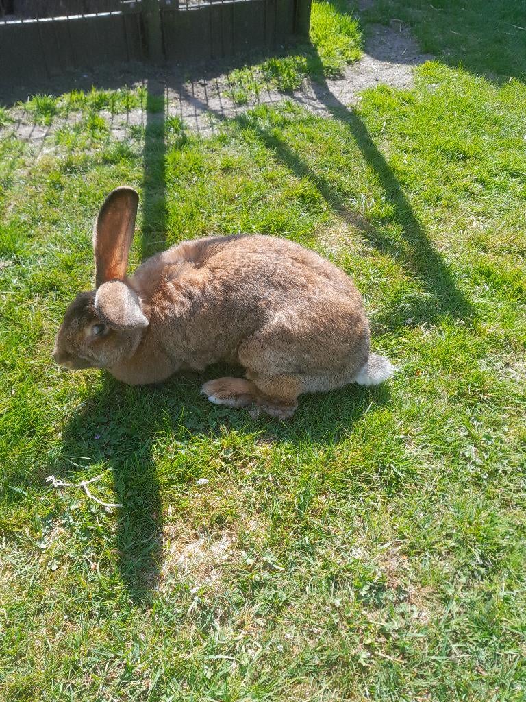 Haaskleur en Gele vlaamse reuzen, Meerdere dieren, Groot, 0 tot 2 jaar
