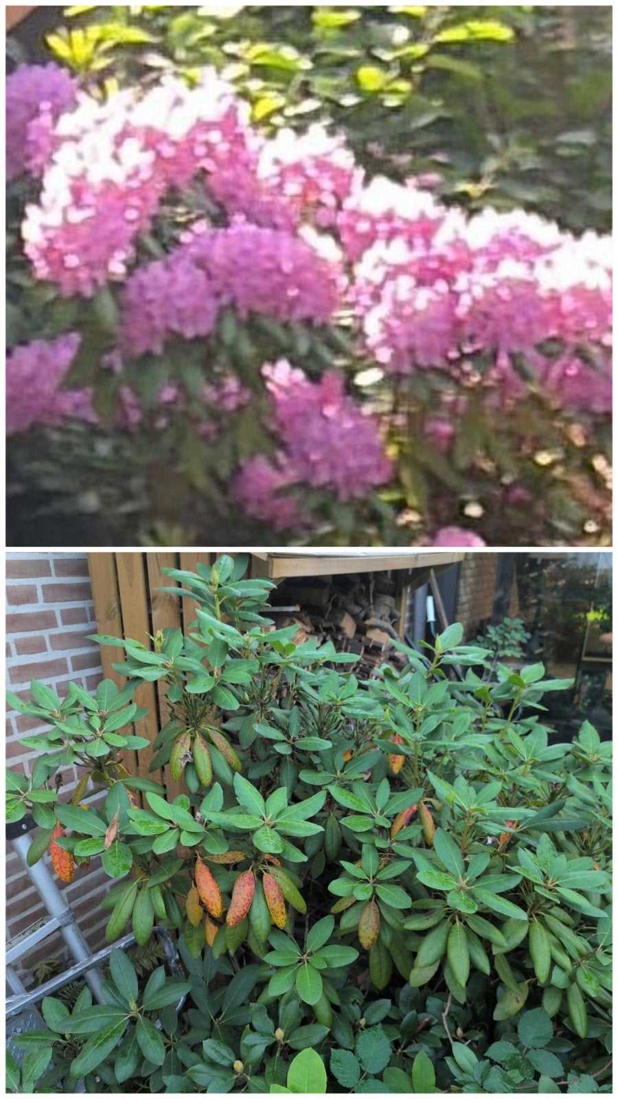 Rhododendron plant met prachtige roze bloemen, Tuin en Terras, Ophalen, Overige soorten, Halfschaduw