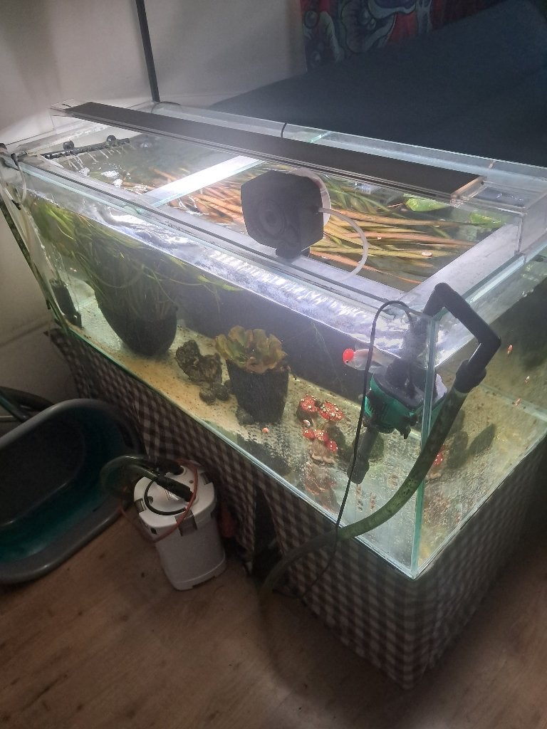 Aquarium 300l en 1 oranda, Ophalen, Pomp, Zo goed als nieuw, Gevuld zoetwateraquarium