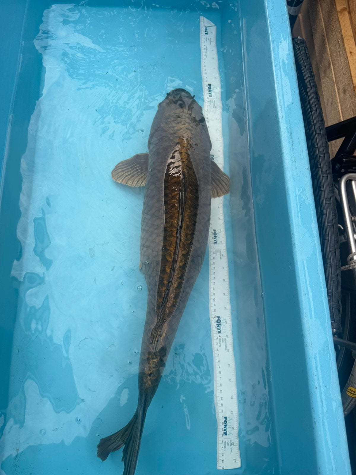 Mega koi / koi karper, Dieren en Toebehoren, Vissen | Vijvervissen, Karper of Koi