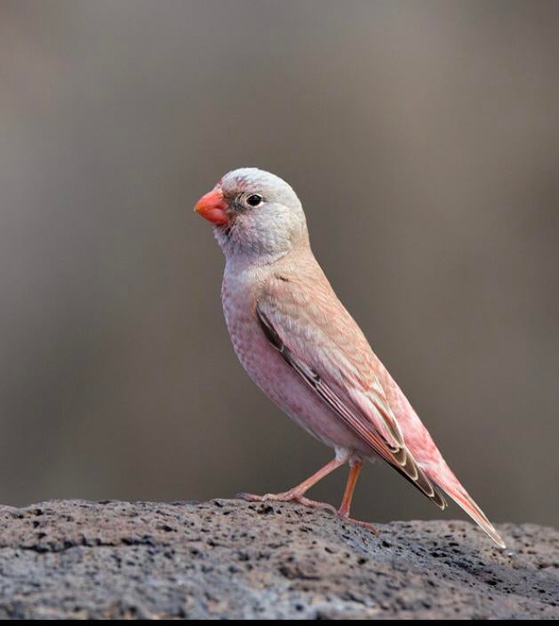 Gezocht pop / koppel woestijnvink, Dieren en Toebehoren, Vrouwelijk, Wildzangvogel, Geringd