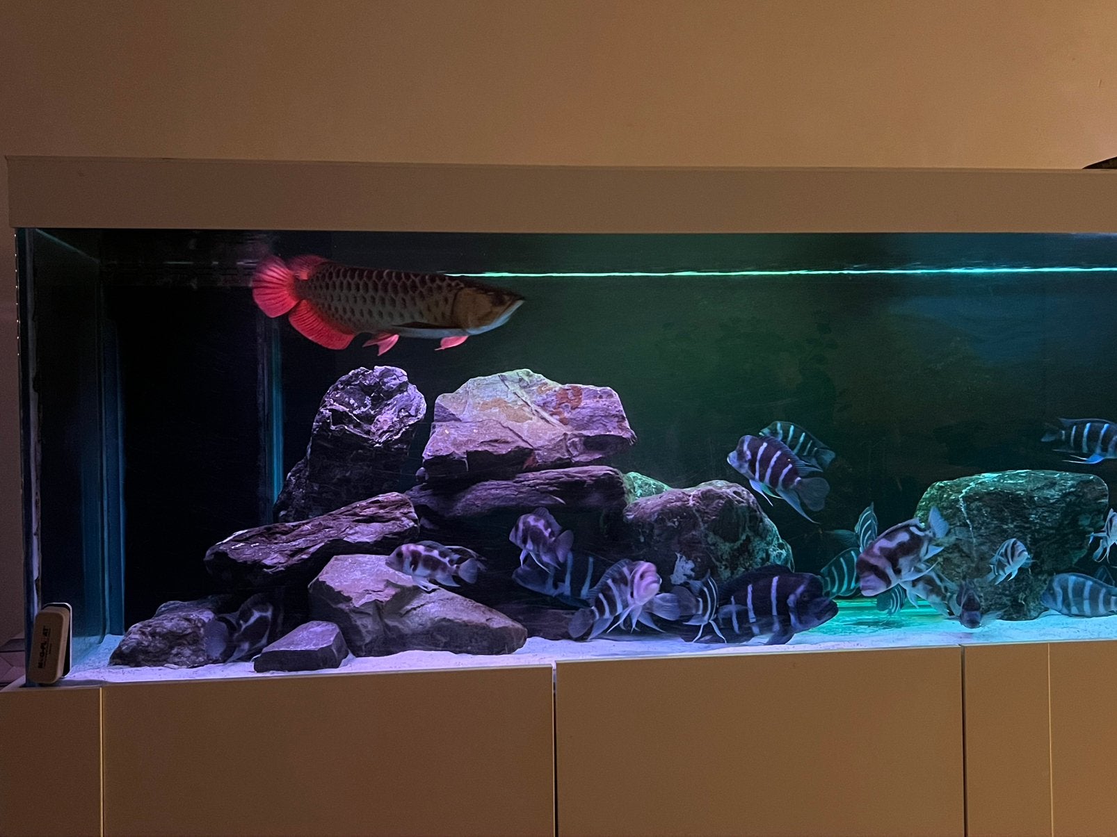 Frontosa Blue Zaire Moba, Dieren en Toebehoren, Vissen | Aquariumvissen