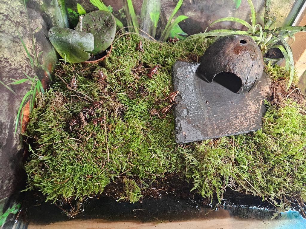 E. anthonyi (tricolor) Driestreep kikker, Amfibie, 0 tot 2 jaar
