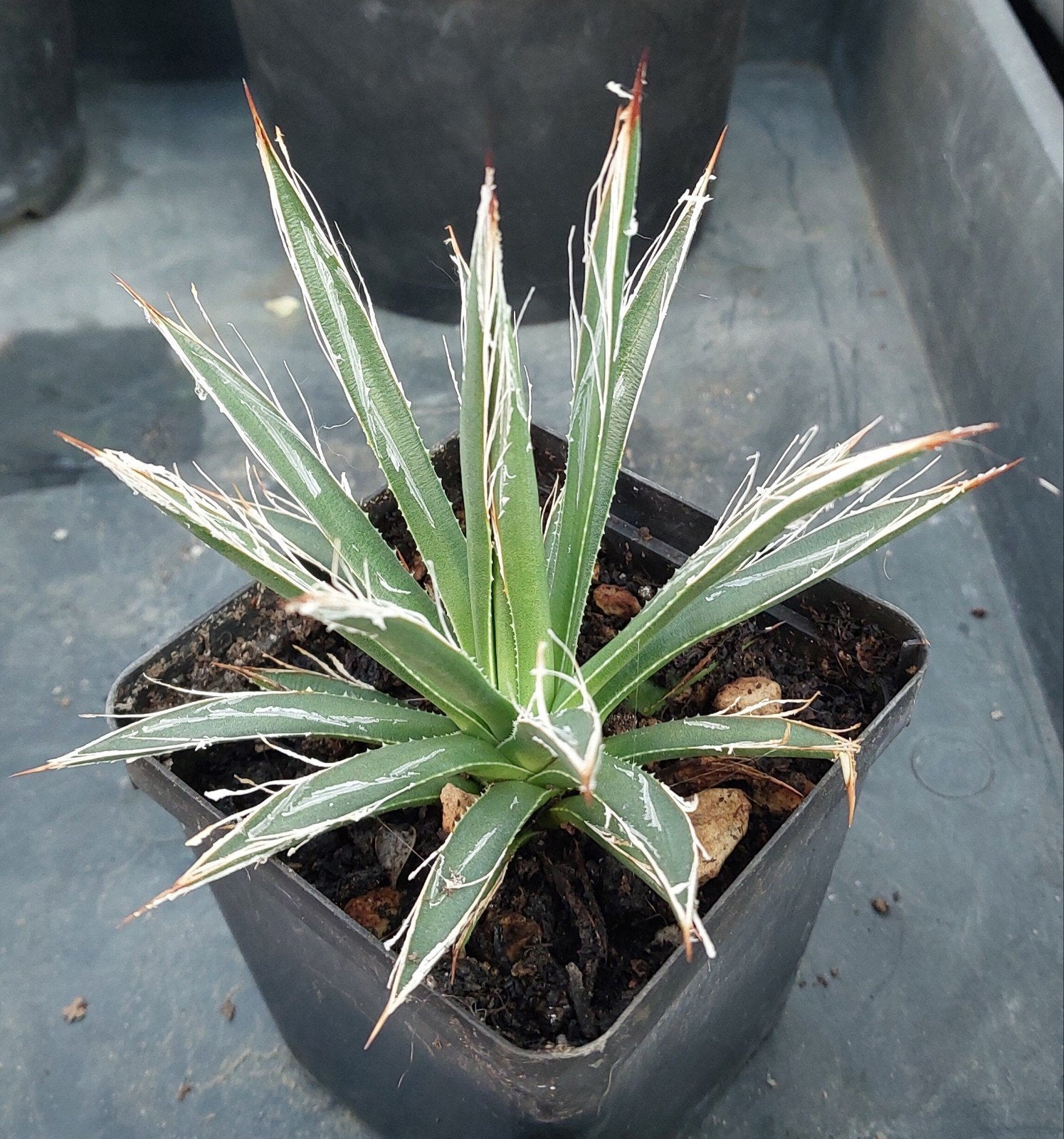 Agave toumeyana ssp. bella (Black Mesa AZ) - Zeldzame Agave, Overige soorten, Volle zon, Vaste plant, Ophalen of Verzenden