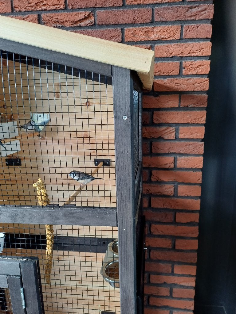 Te koop super leuk koppel bischenow, Meerdere dieren, Tropenvogel