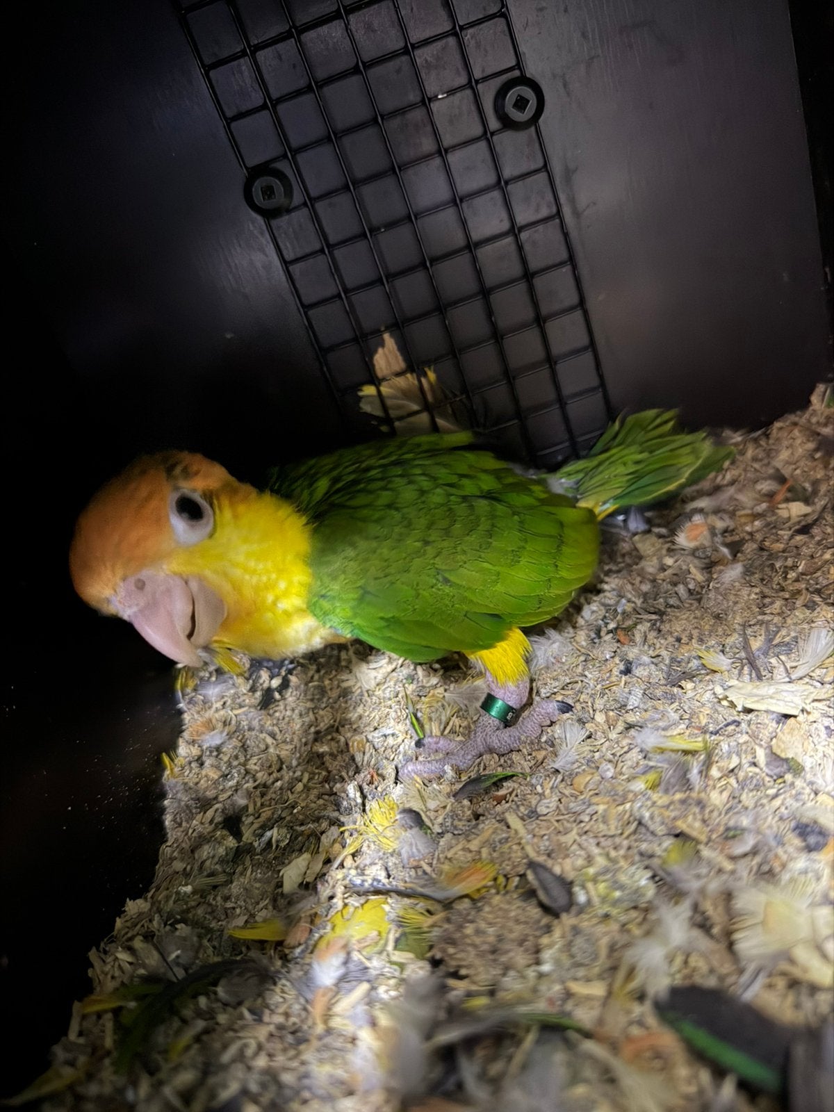 Jonge roestkop caique, Dieren en Toebehoren, Meerdere dieren, Geringd