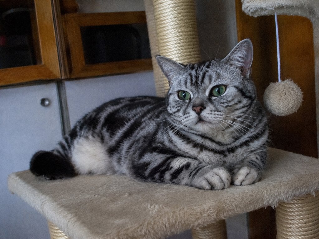 Britse Korthaar, Poes, Met stamboom, 3 tot 5 jaar