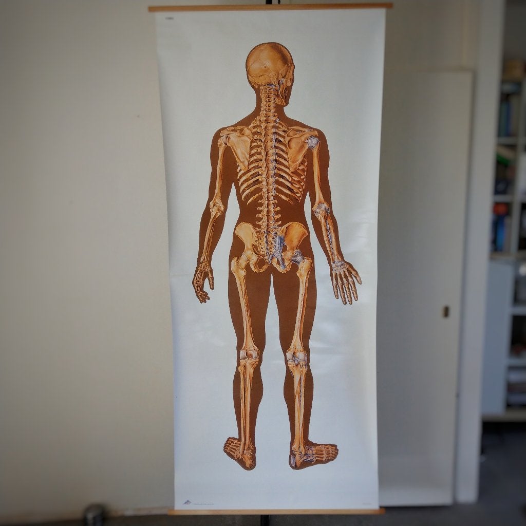 Schoolplaat Beenderenstelsel achterzijde, Ophalen of Verzenden, Natuur en Biologie