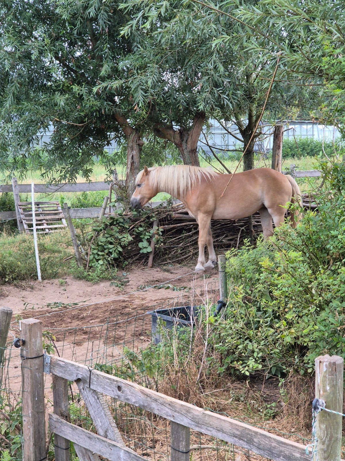 paddock paradise heeft plek voor koudbloed merrie, Weidegang