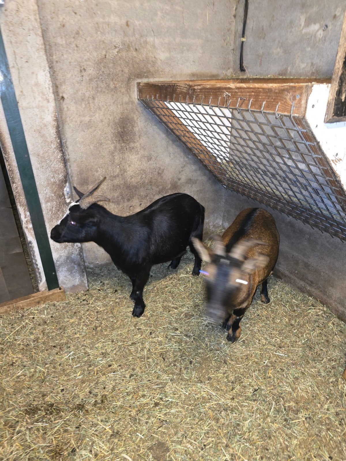 dwerggeiten, Dieren en Toebehoren, Vrouwelijk, Geit, 3 tot 5 jaar