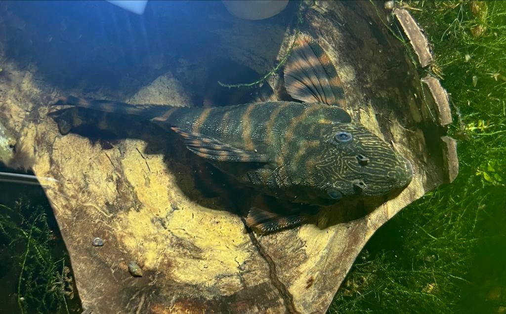 Panaqolus maccus-Typ L397, Dieren en Toebehoren, Vis