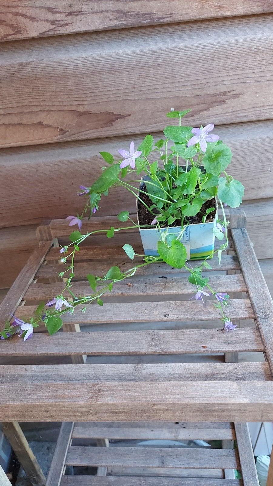 Campanula, Ophalen, Overige soorten, Volle zon