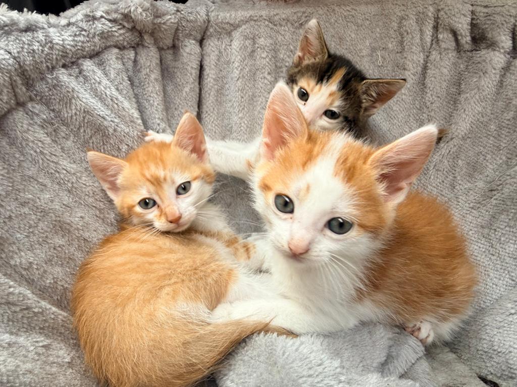 Kittens, Dieren en Toebehoren, Meerdere dieren, Kortharig, 0 tot 2 jaar