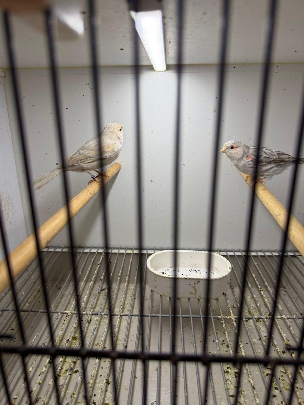 Rood agat mozaiek kanarie, Dieren en Toebehoren, Meerdere dieren, Kleurkanarie