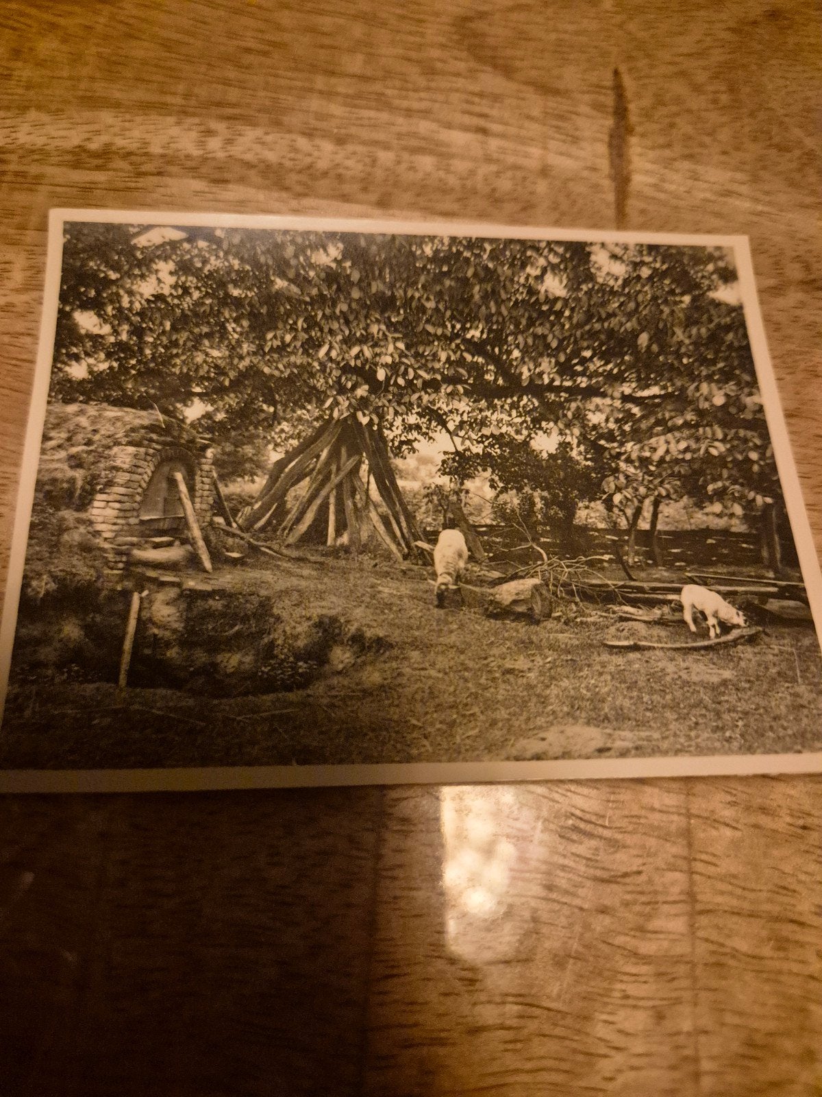 Oude foto met geiten, oven en houten constructie, Ophalen of Verzenden, Voor 1940, Gebruikt