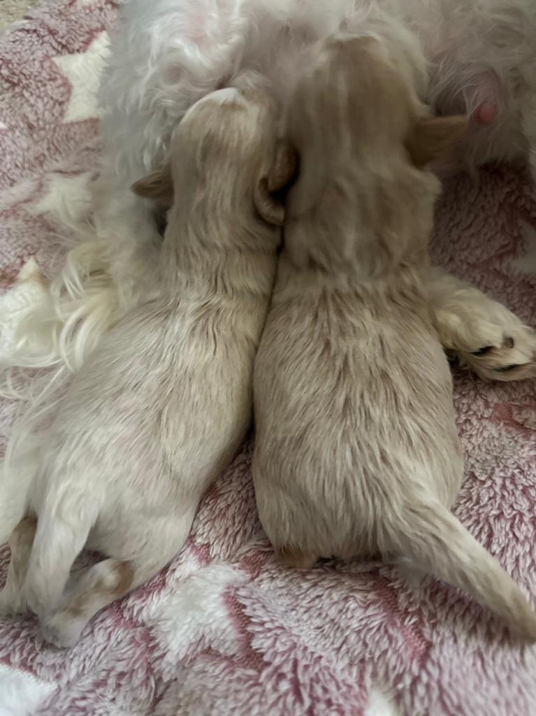 Mini Maltipooe reutjes geboren!!!, Poedel, Parvo, Reu, 8 tot 15 weken