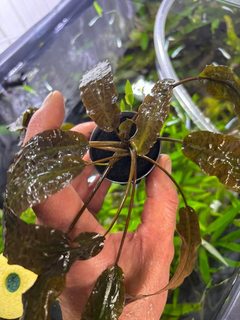 Cryptocoryne Silver, Dieren en Toebehoren, Ophalen of Verzenden, Nieuw, Plant(en), Steen of Hout