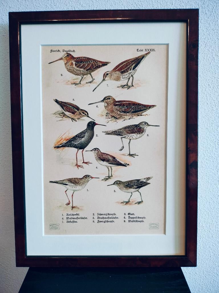 Litho Floericke Tureluur Fuut Scholekster Houtsnip 1922, Antiek en Kunst, Ophalen of Verzenden